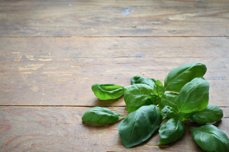 Bunch of fresh green basil leaves on wooden の写真素材