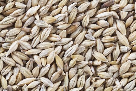 lots of barley seedsの写真素材