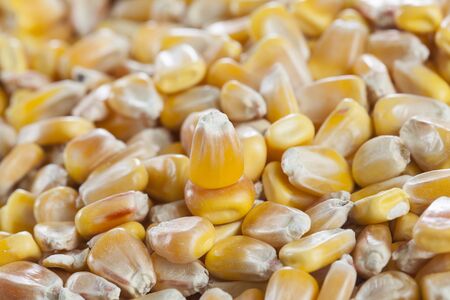 detail of some corn seeds