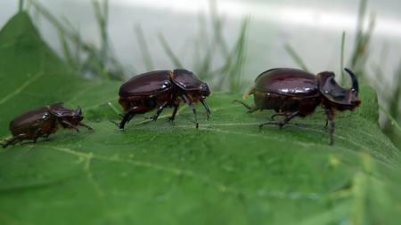 string of rhinos beetles crawling on green leafの写真素材