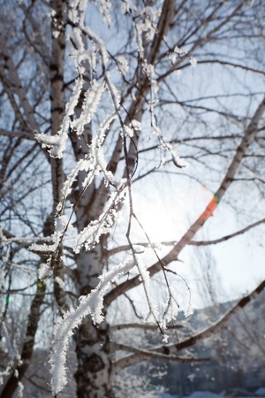 Winter branches of trees in hoarfrost on background snow and blue skyの写真素材