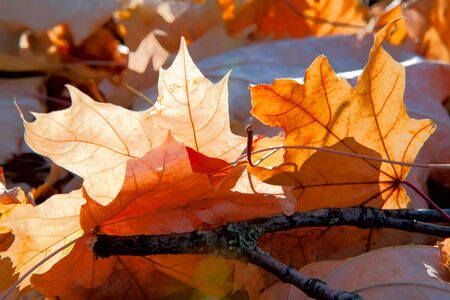 autumn leaves in the forest sunny day