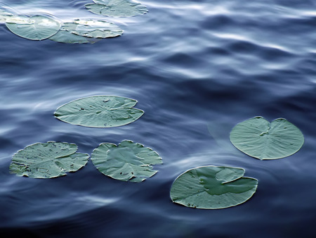 plant leaves water lily on the blue surface of the waterの写真素材