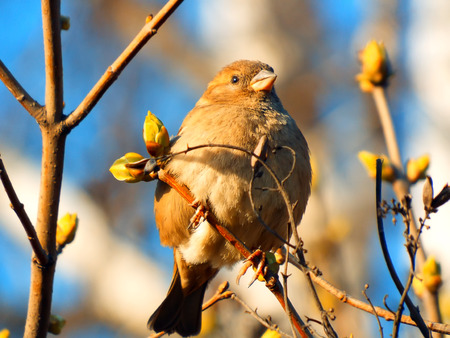 bird sparrow on a tree branch against the blue skyの写真素材