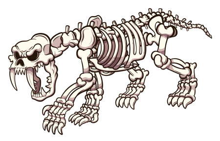 Cartoon Sabertooth Skeleton. Vector illustration with simple gradients.のイラスト素材