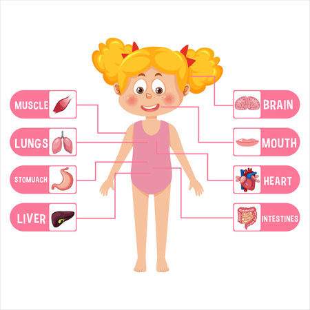 Diagram showing human body parts. Vector illustration on white background.のイラスト素材