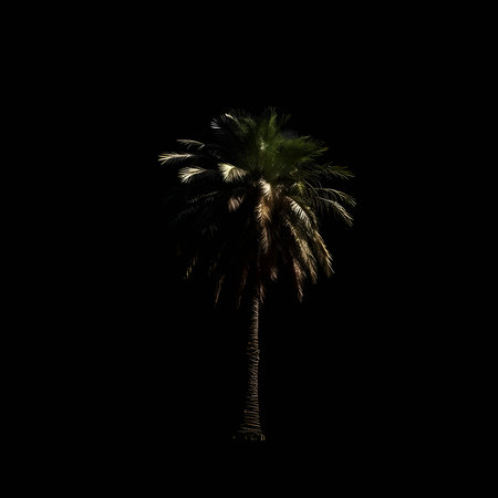 Vector illustration of a palm tree in black silhouette against a clean white background, capturing graceful forms.のイラスト素材