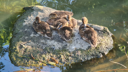 On a stone on a sunny day sit little ducks and sleep.の写真素材