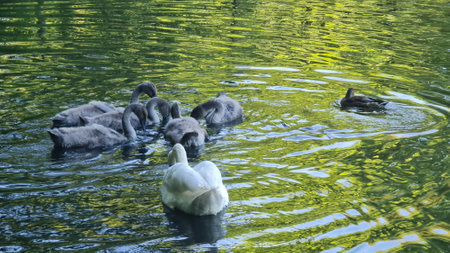 On the pond flowing two adult white swans and five gray young.の写真素材