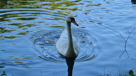 On the pond flowing two adult white swans and five gray young.の写真素材