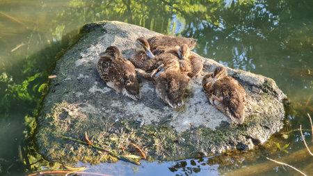 On a stone on a sunny day sit little ducks and sleep.の写真素材