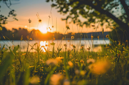 Photography: Sunset on the lake with grass and dandelions in summerの写真素材