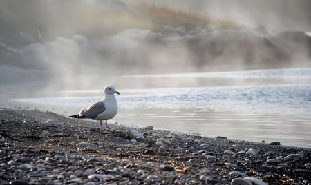 A lone seagull stands on a misty beach, the water lapping at the shore. The fog creates a sense of mystery and peacefulness.の写真素材