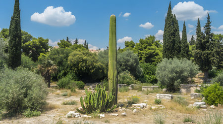 A tall cactus stands amidst ancient ruins in Greece under a sunny sky.の写真素材