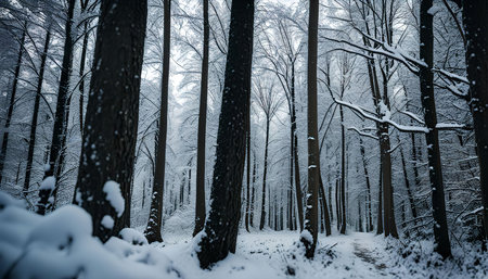 A snowy path winds through a dense forest, revealing a picturesque scene of winter wonderland.の写真素材