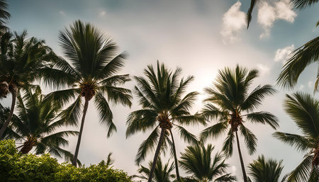 A picturesque view of palm trees reaching towards a bright sky, with the sun shining through the leaves and creating a warm glow.の写真素材