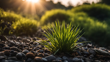 A single blade of grass basking in the soft, warm glow of the setting sun. The scene showcases the delicate beauty of nature, with the sun's rays highlighting the grass's vibrant green.の写真素材