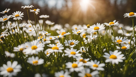 A field of daisies bathed in the warm glow of sunlight. The white petals of the flowers stand out against the green grass and the sun's rays illuminate the scene with a soft, golden light.の写真素材
