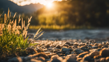 A close-up shot of green grass with rocks in the foreground and a golden sunset in the background.の写真素材