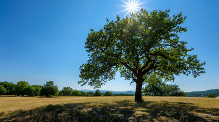 A solitary oak tree stands in a sun-drenched field, bathed in the golden light of a summer's day. The vast blue sky is a dramatic backdrop.の写真素材