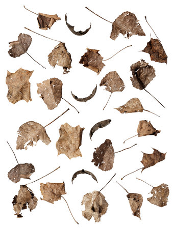 A collection of fragmented, dry poplar leaves showing the fragility and natural transience of autumn on a white exposed backgroundの写真素材