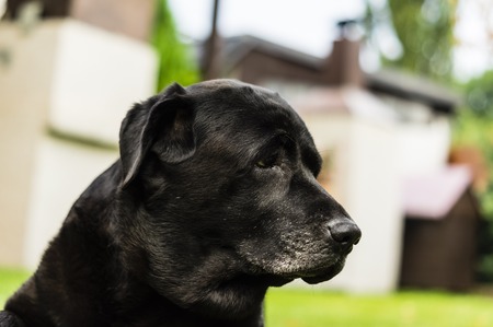 black labrador in the gardenの写真素材