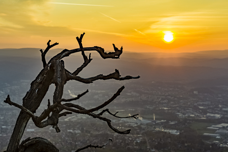branch and sunriseの写真素材