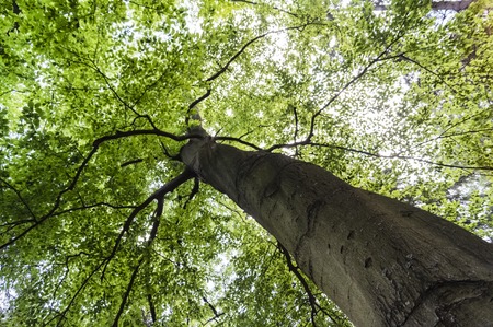 large green beech grown in Czech Switzerlandの写真素材