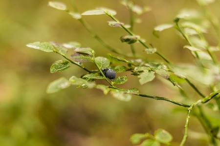 blueberries on bushesの写真素材