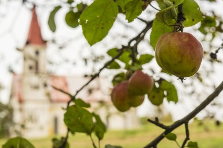 apples and churchの写真素材