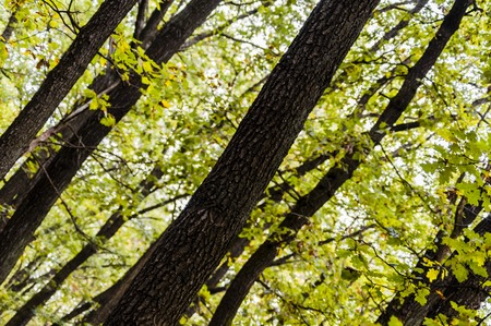 green beautiful forest