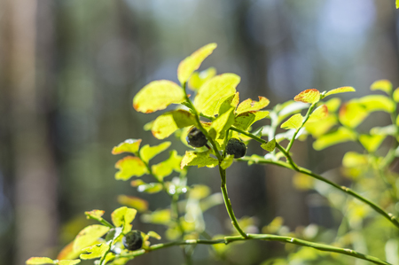 blueberries on bushesの写真素材