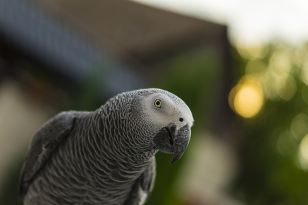 beautiful parrot jacoの写真素材