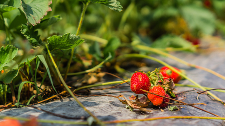 green shrub with red strawberry on strawberry plantationの写真素材