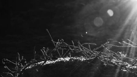 Plants and moss in forest in sunriseの写真素材