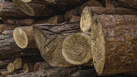 tree wood cut log forest environmental destruction industry