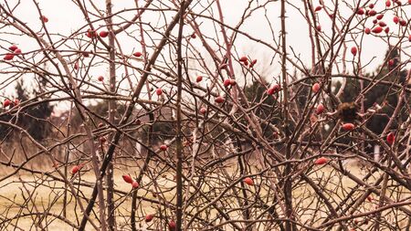 Briar, wild rose hip shrub in nature with detail of red rose hipの写真素材