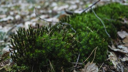 Lush green moss with dry pine needles and oak leaf in the forest.の写真素材