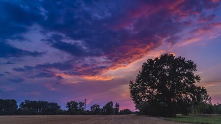 Alone big tree on meadow at sunset