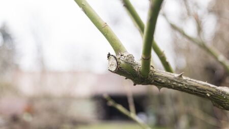 close-up of a clipped branch on a bush of rosesの写真素材