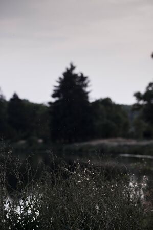 green grass with a river and flying insects on background