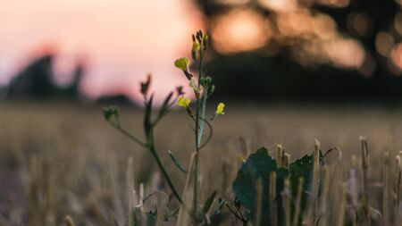 yellow meadow herb at sunset in a mown fieldの写真素材