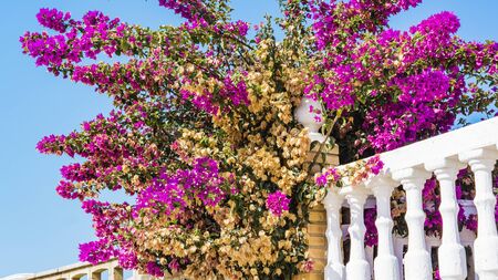 Bougainvillea spectabilis blooming in purple on a white brick fenceの写真素材