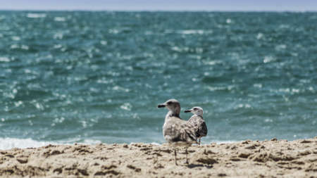 Standing seagull portrait against blue sea shore.の写真素材