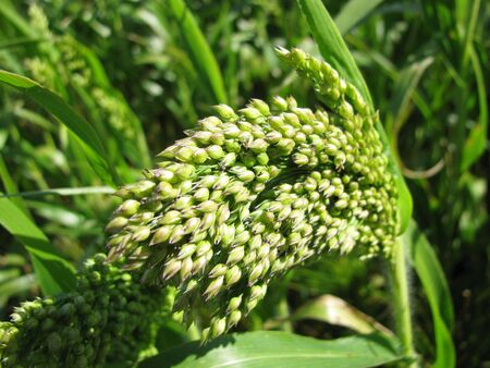 Closeup of wheatの写真素材