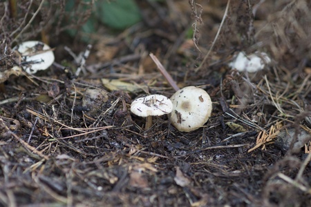 Forest Mushroom