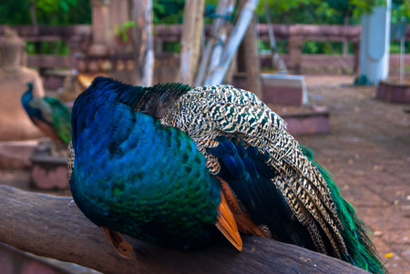 Peacockの写真素材