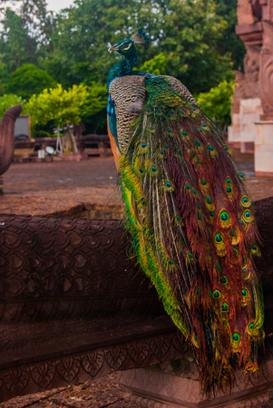 Peacock tailの写真素材