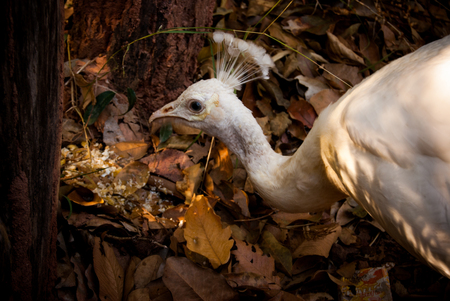 White peacockの写真素材