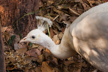 White peacockの写真素材